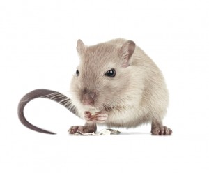 Operation Dead Mouse