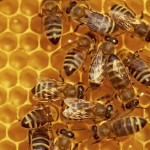 Bees