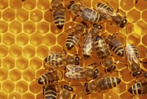 Honey Bees