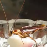 Cockroach