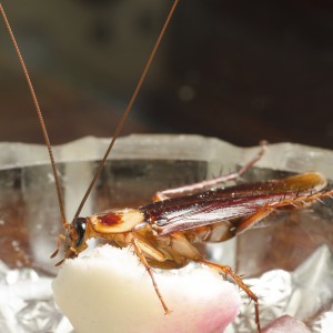house kitchen cockroach 