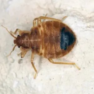 Enlarged photo of a Bed Bug showing its oval shape and dark red-brown color.
