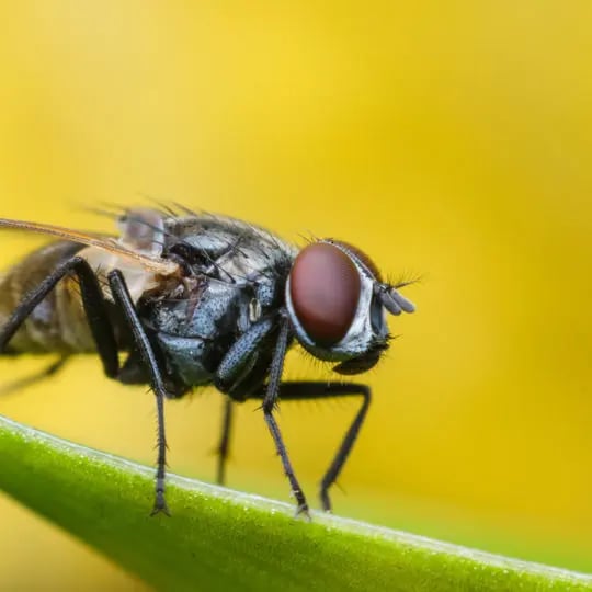 insect fly