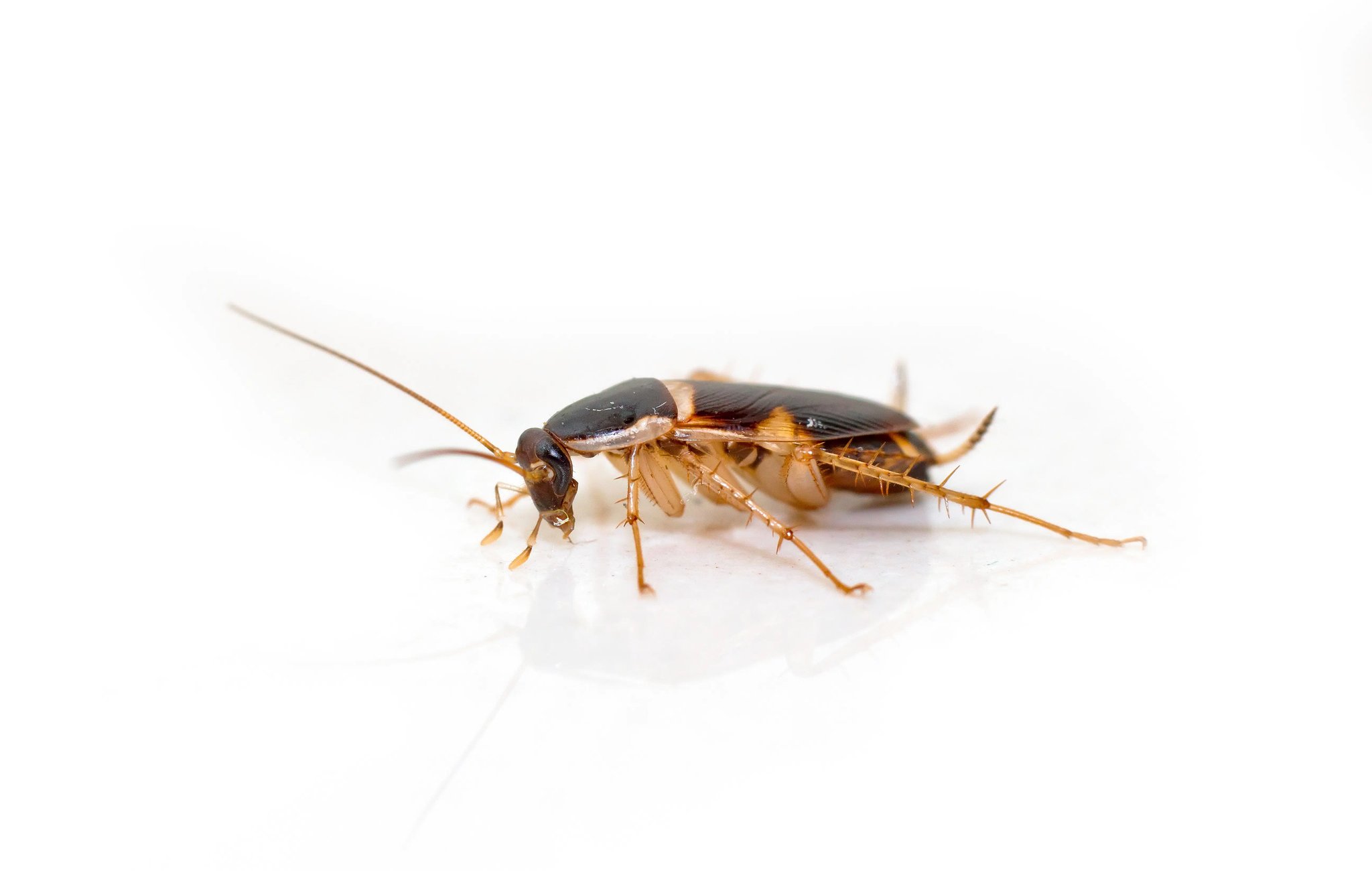 Juvenile brown banded cockroach isolated on white floor.