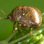Kudzu Bug