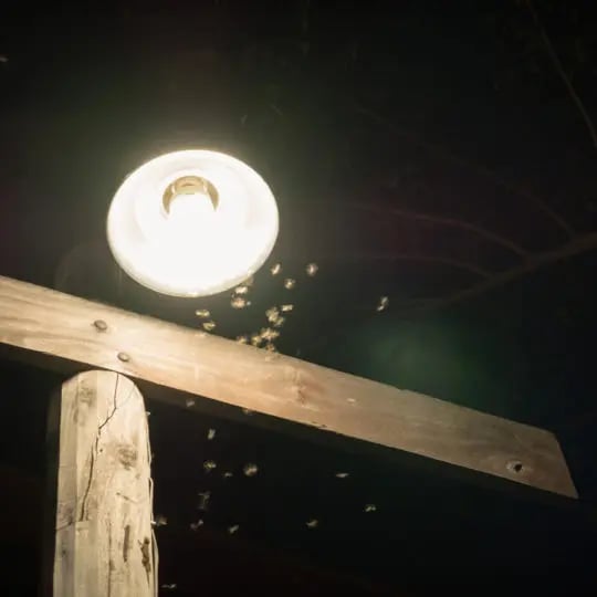 Do mosquito lights work on sale