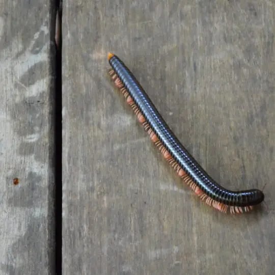 millipede