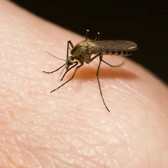 mosquito