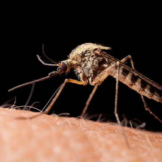 Mosquitoes and Blood Types
