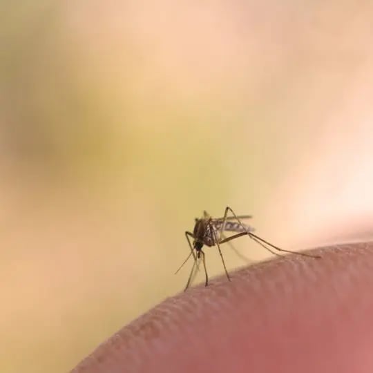 Mosquito