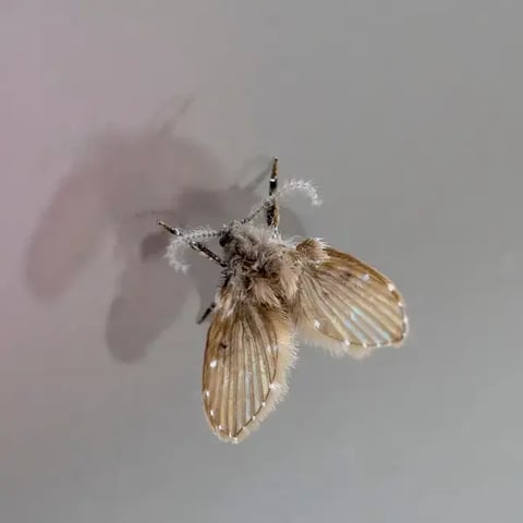 moth control