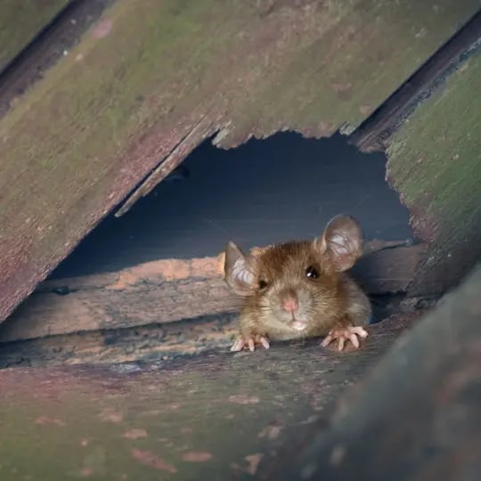 Mouse chewing through a wall