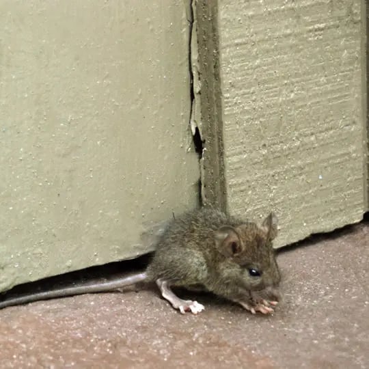 Do Mice Carry Fleas?