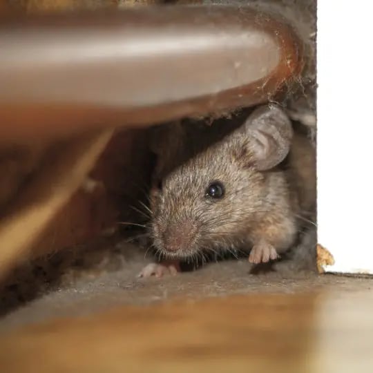 Mouse