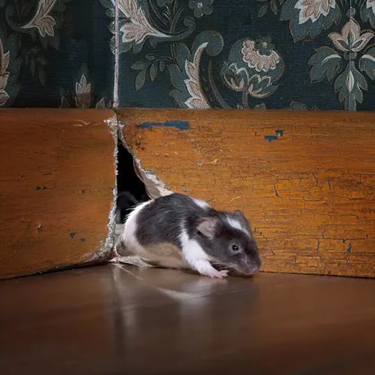 Mouse in home