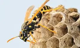 Paper Wasp