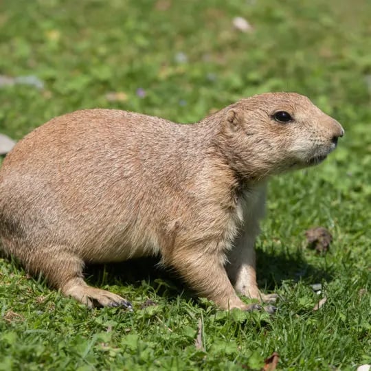 prairie-dog