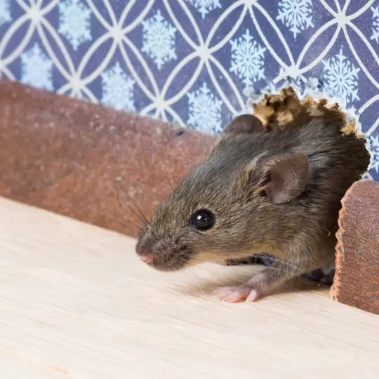 prevent rodents