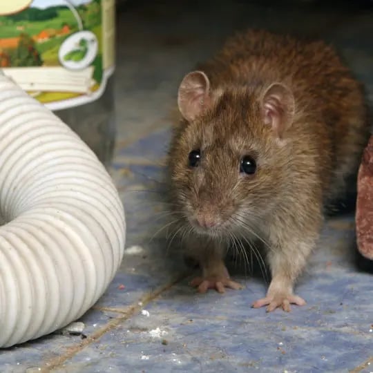 rat