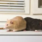 Rats