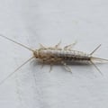 Other Pests