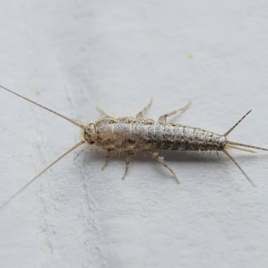 silverfish