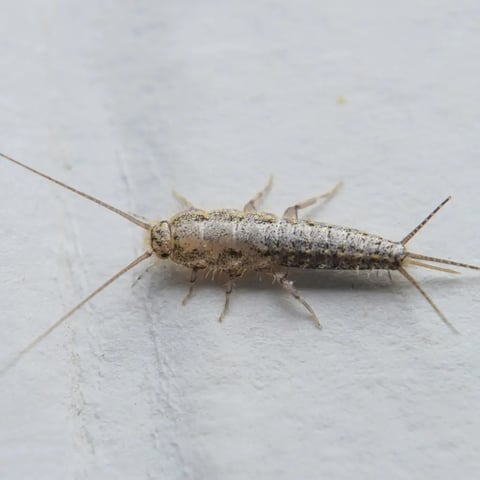 Other Pests