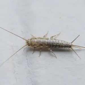 Silverfish: Bugs found in bathrooms