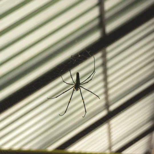 Natural Ways to Get Rid of Spiders