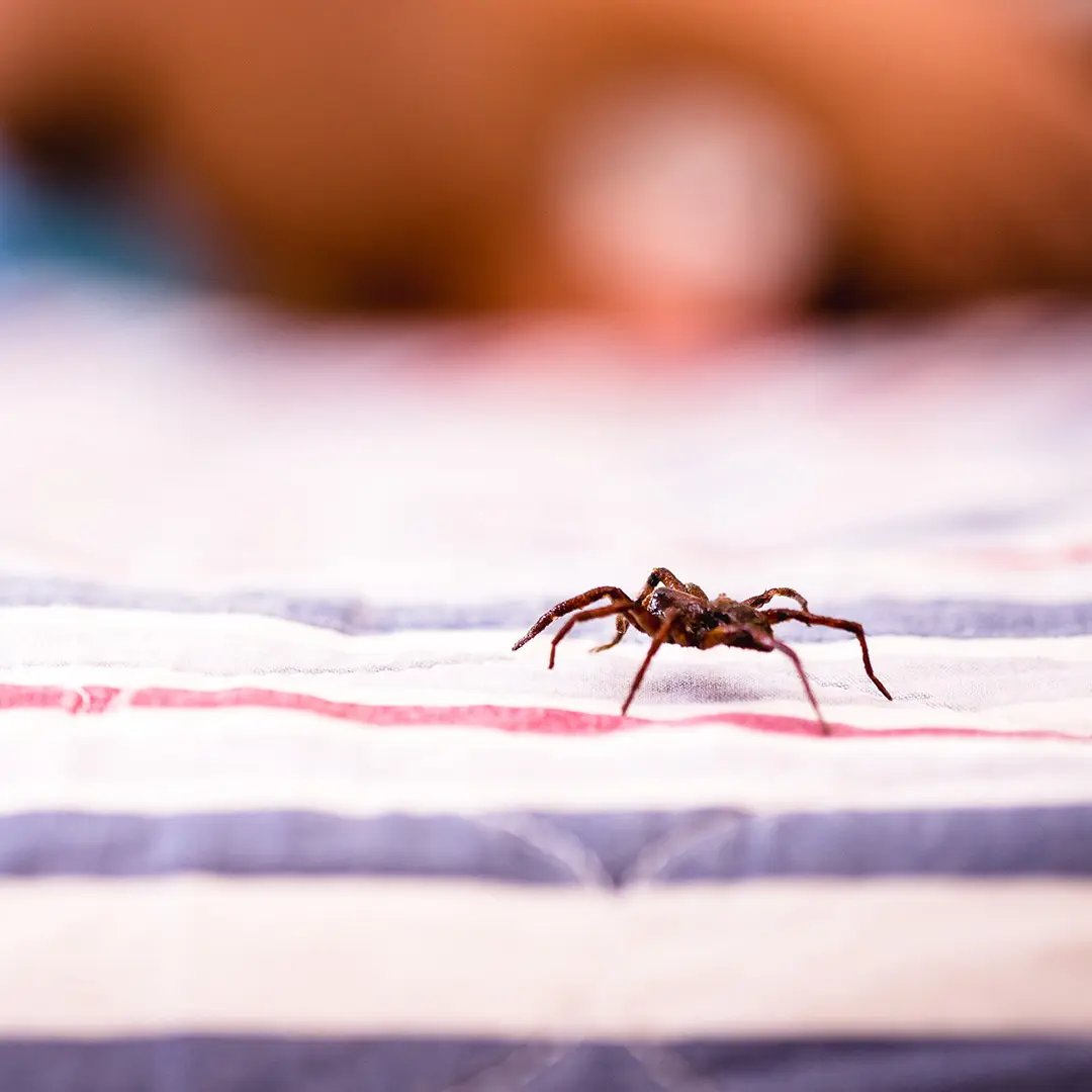 spider-proof your basement