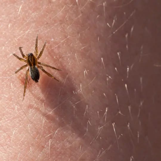 spider on the skin