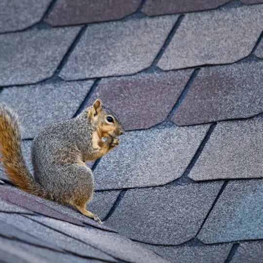 squirrel