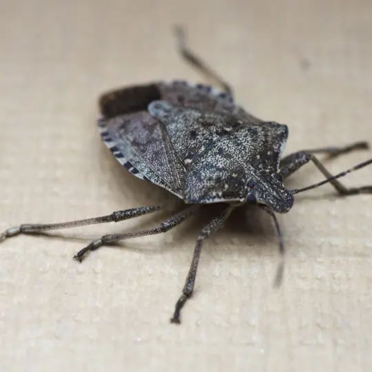 What Attracts Stink Bugs to Your Home?