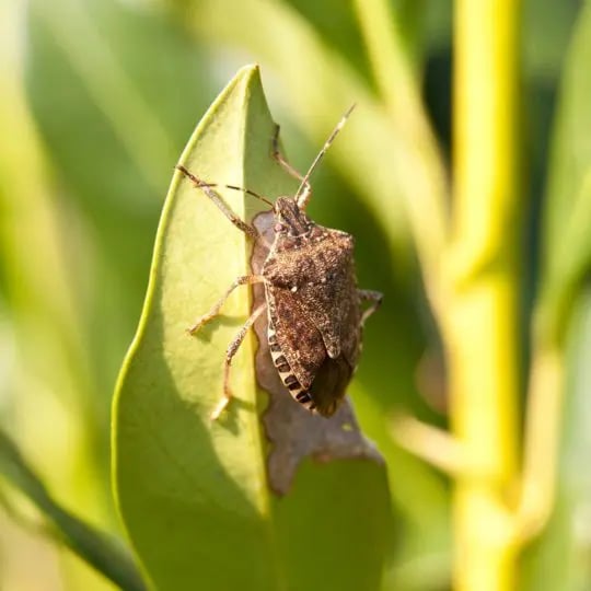 are stink bugs harmful?