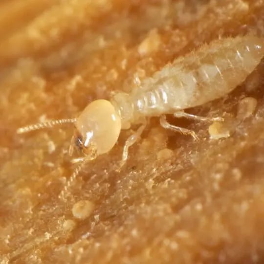 Termite up close