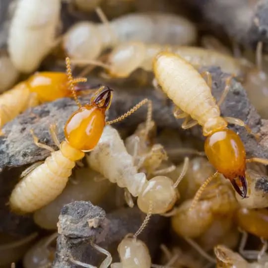 Termite colony