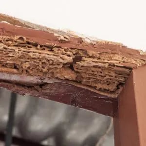 Termite damage on doorway