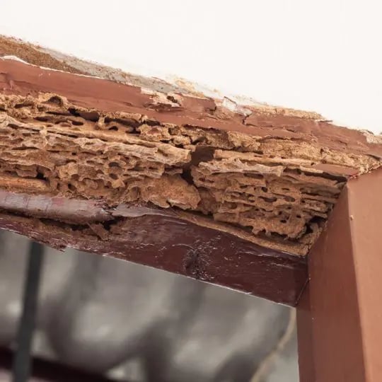 Termite damage