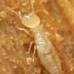 termite feeding on wood