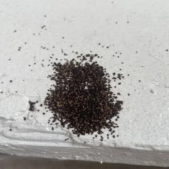 termite frass / poop