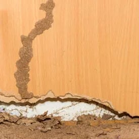 termite tube on side of wall