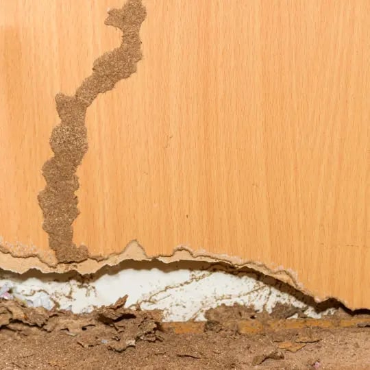 termite tubes on side of wall