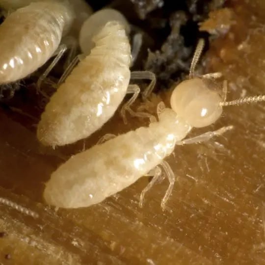 Termites
