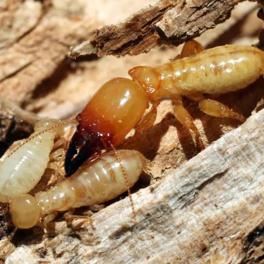 Signs of Termite Damage
