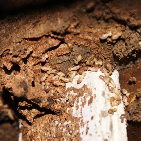 termites