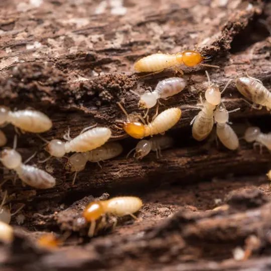 termite larvae