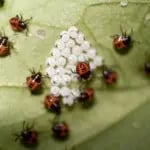 Stink Bugs hatching