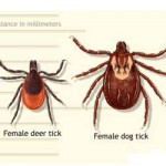 Tick