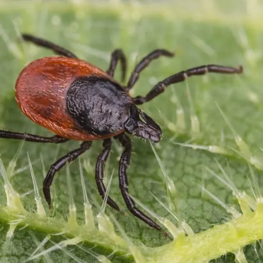 tick