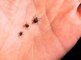 Ticks crawling